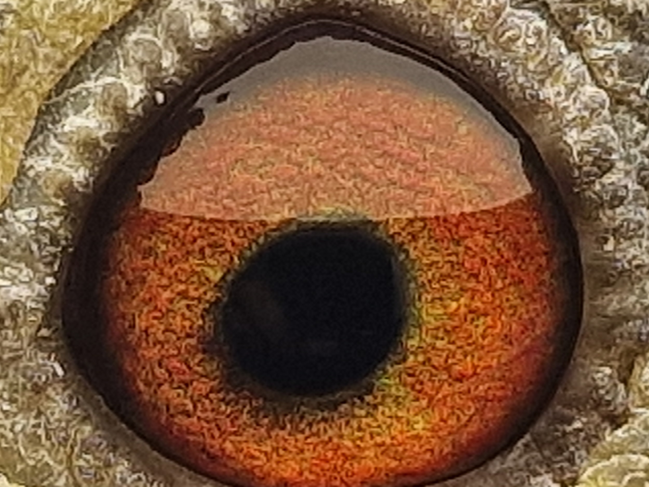 Pigeon eye